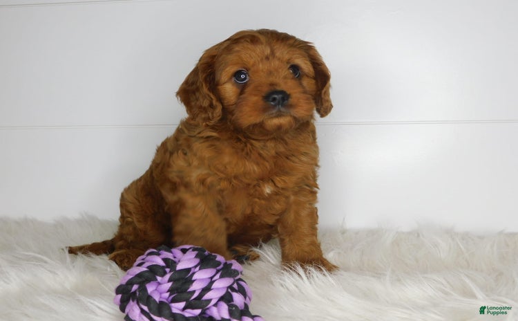 Cavapoo dogs for sale - Ad 4