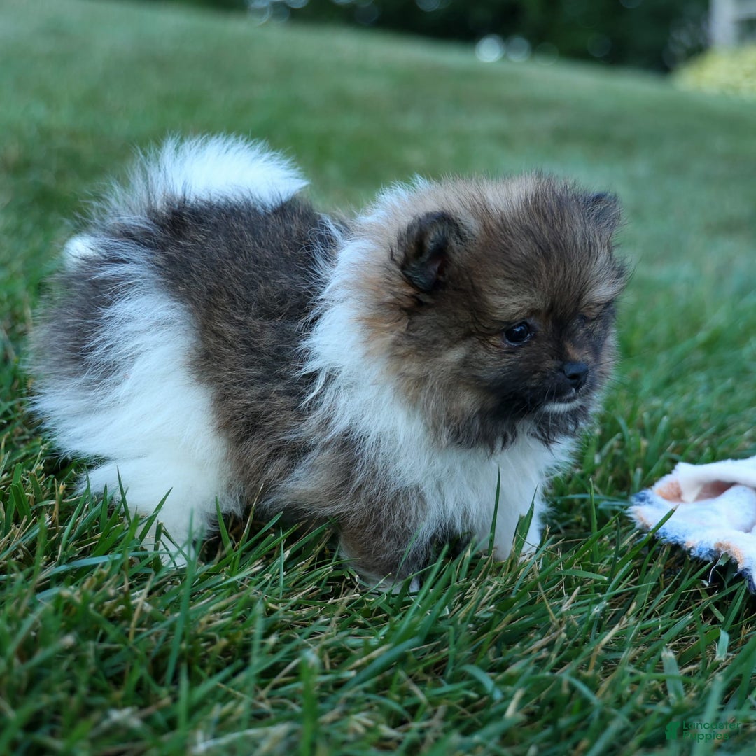 Pomeranian dogs for sale: Bobby - Image 18