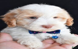 Havapoo dogs for sale: Montey - Image 7