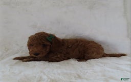 Mini Goldendoodle dogs for sale: Cody - Image 2