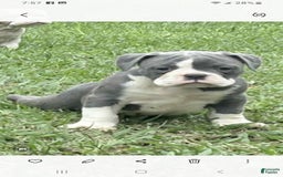 Olde English Bulldogge dogs for sale: Mack - Image 2