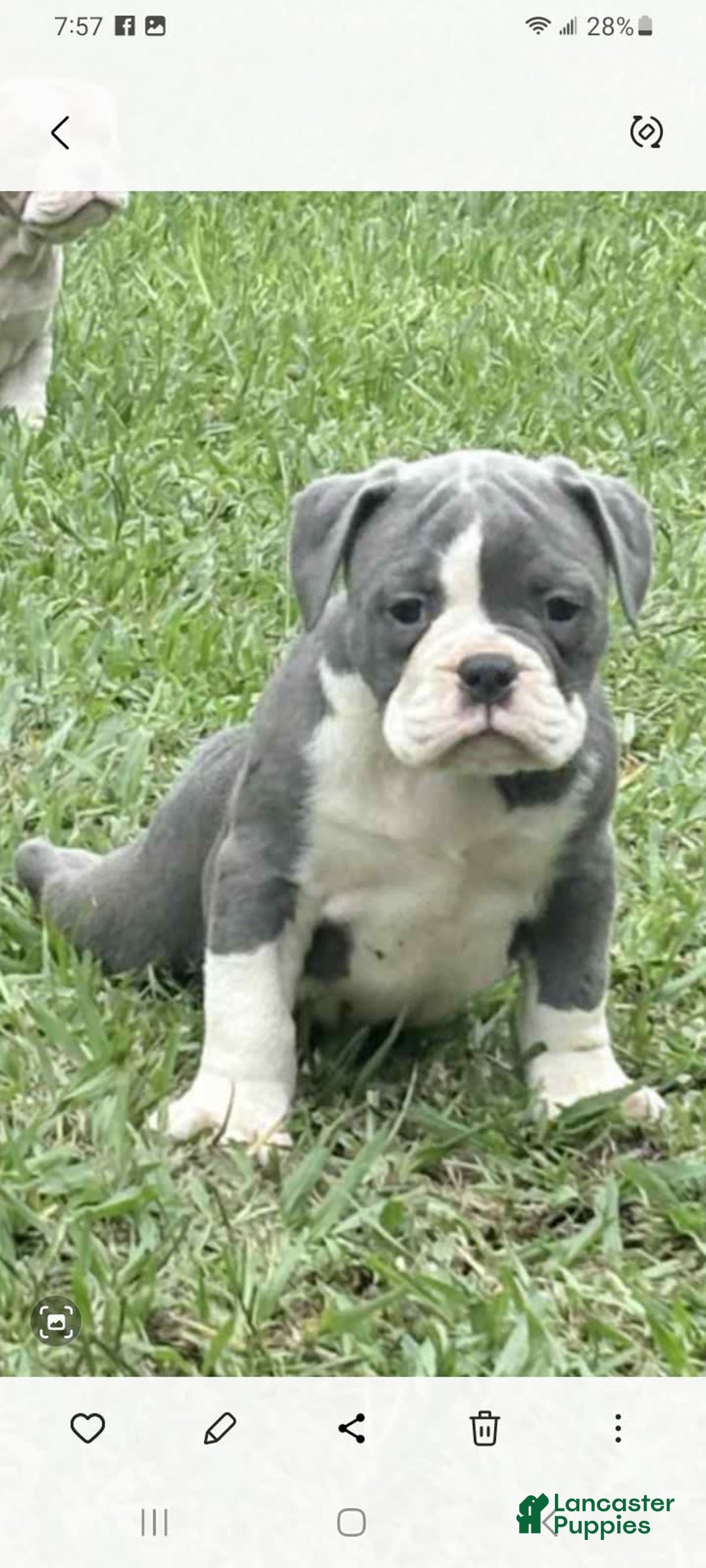 Olde English Bulldogge dogs for sale: Mack - Image 2