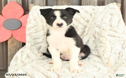 Border Collie dogs for sale: Nova - Image 5