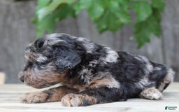 Standard Poodle dogs for sale: Rome Moyen - Image 10