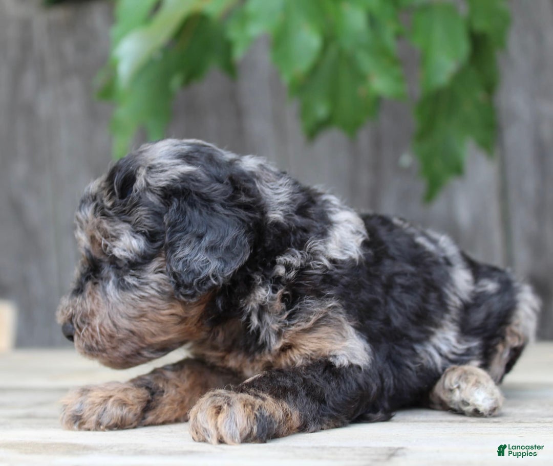 Standard Poodle dogs for sale: Rome Moyen - Image 10
