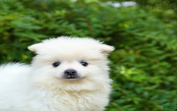 Pomeranian dogs for sale: Gizmo - Image 4
