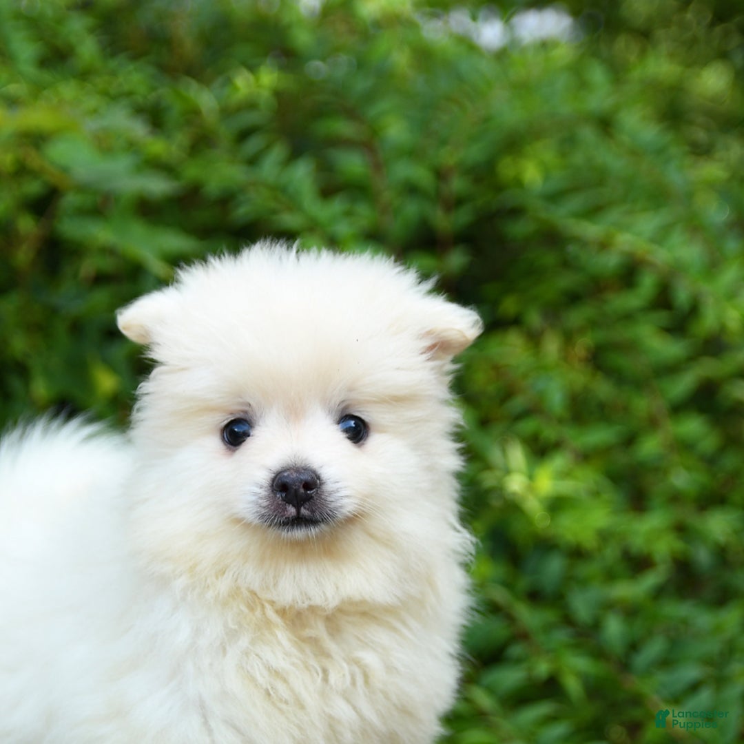 Pomeranian dogs for sale: Gizmo - Image 4
