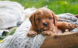 Cavalier King Charles Spaniel dogs for sale: Monty - Image 6