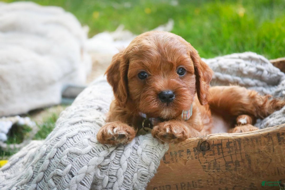 Cavalier King Charles Spaniel dogs for sale: Monty - Image 6