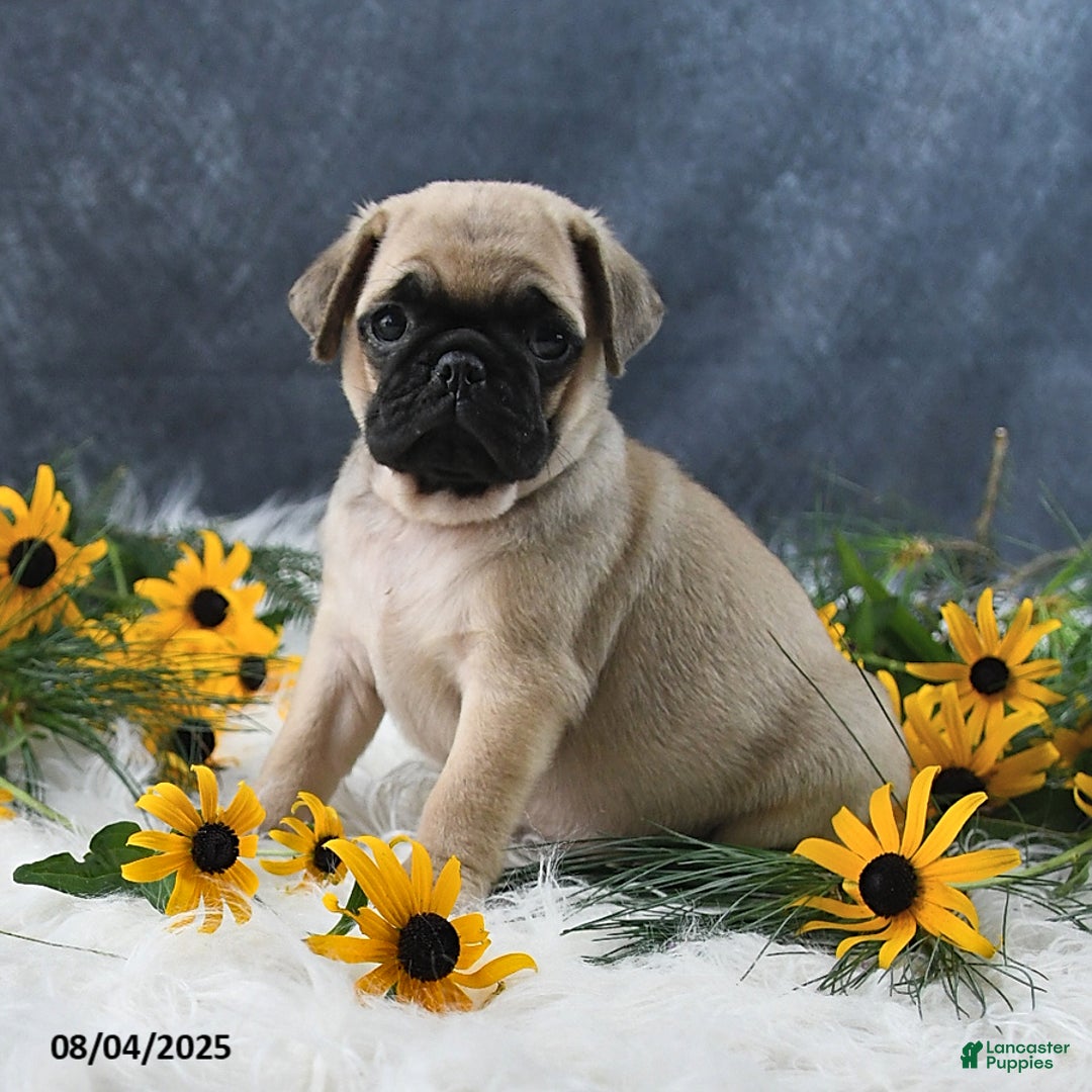 Pug dogs for sale: Tristan - Image 3