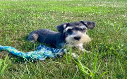 Miniature Schnauzer dogs for sale: Tillie - Image 10