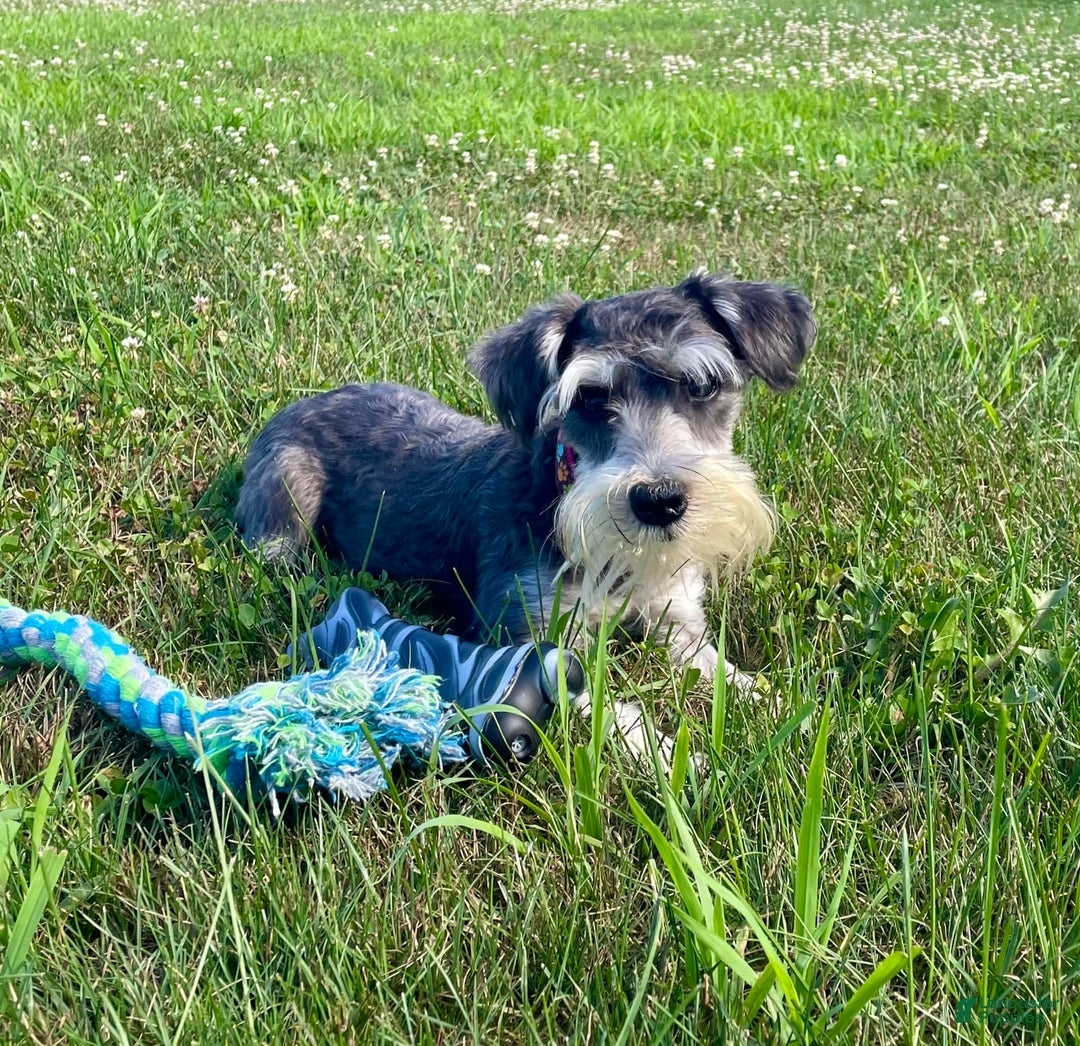Miniature Schnauzer dogs for sale: Tillie - Image 10