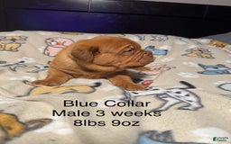 Dogue De Bordeaux dogs for sale: Blue Collar Male - Image 1