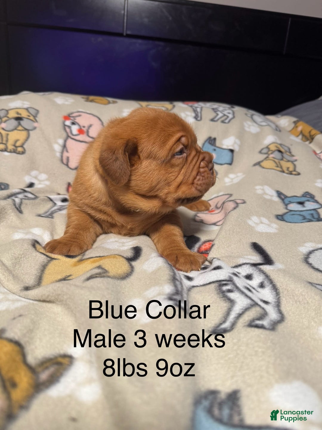 Dogue De Bordeaux dogs for sale: Blue Collar Male - Image 1