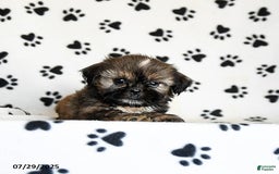 Shih Tzu dogs for sale: Penny - Image 5