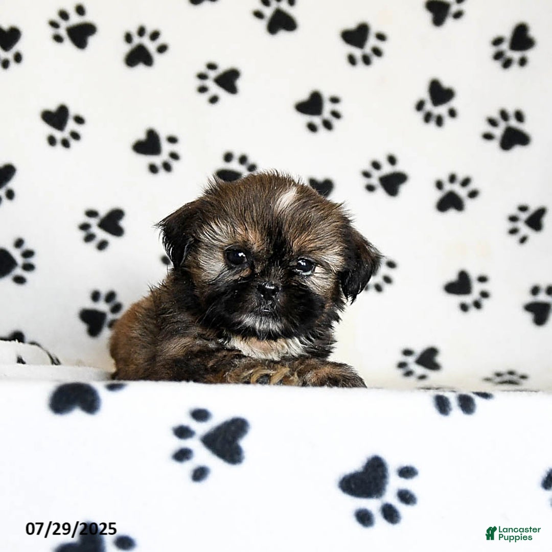 Shih Tzu dogs for sale: Penny - Image 5