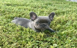 French Bulldog dogs for sale: Baxter - Image 5