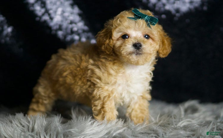 Maltipoo dogs - Advert 30