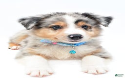Australian Shepherd dogs for sale: Ronnie - Image 2