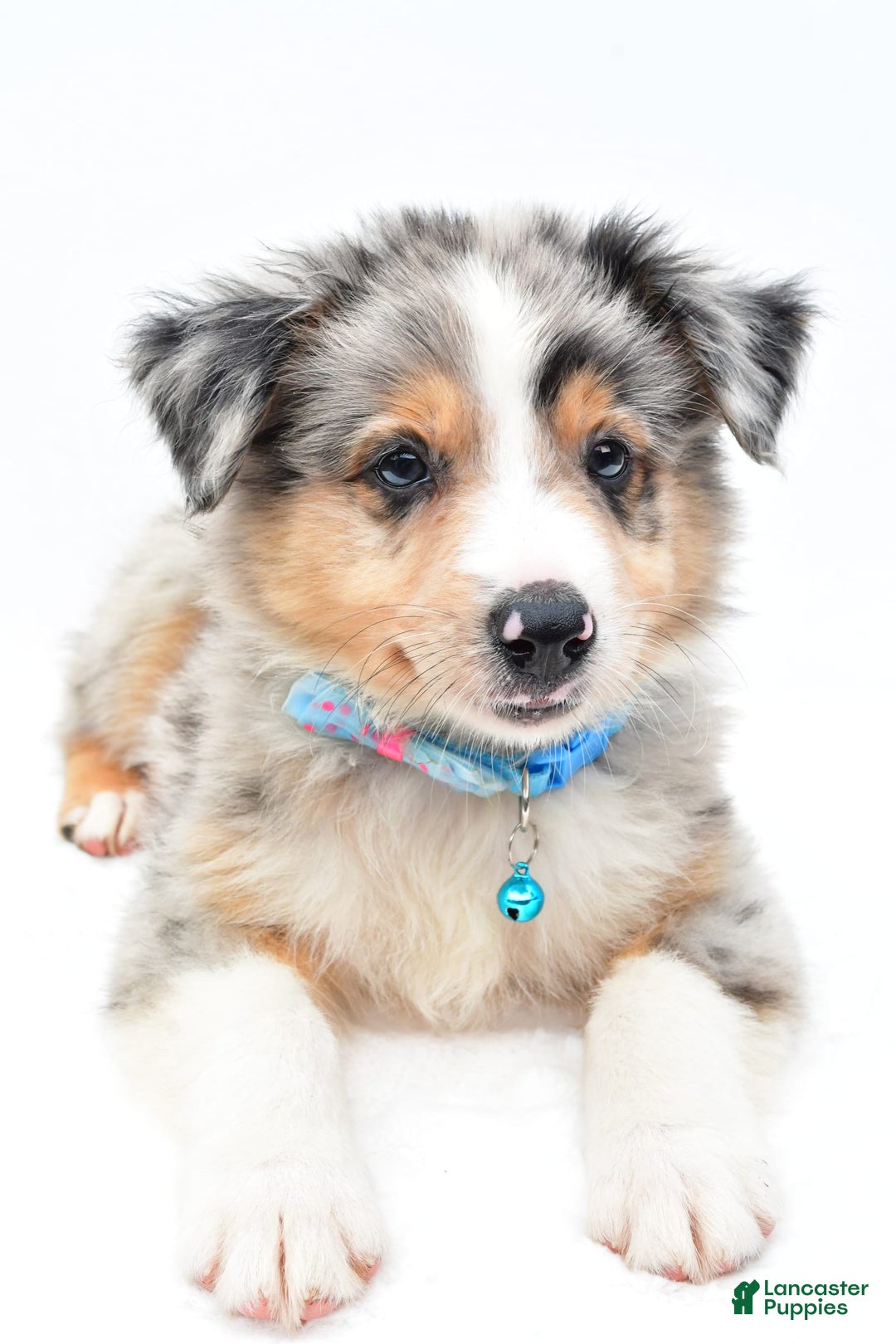 Australian Shepherd dogs for sale: Ronnie - Image 2