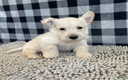 Scottish Terrier dogs for sale: Mason - Image 2