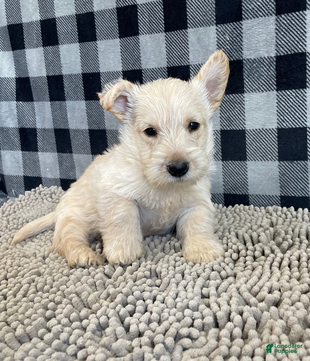 Scottish Terrier dogs for sale: Mason - Image 2