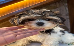 Morkie dogs for sale: Sydney - Image 6