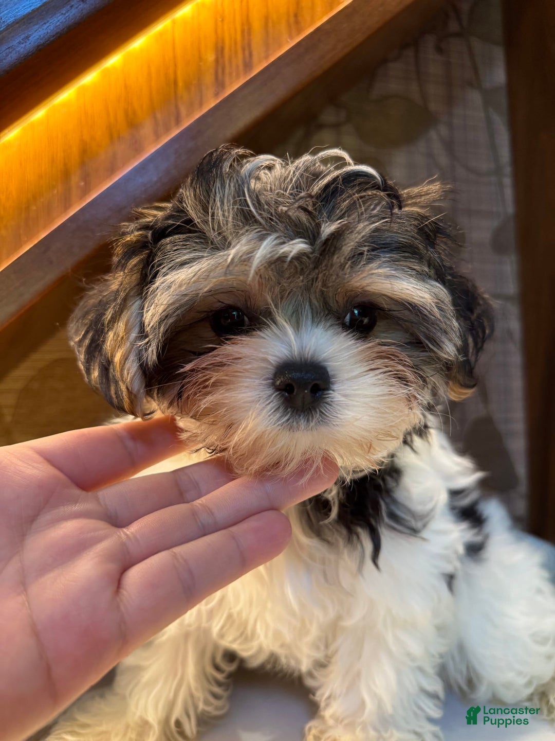 Morkie dogs for sale: Sydney - Image 6