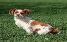 Shihpoo dogs for sale: Buster - Image 11