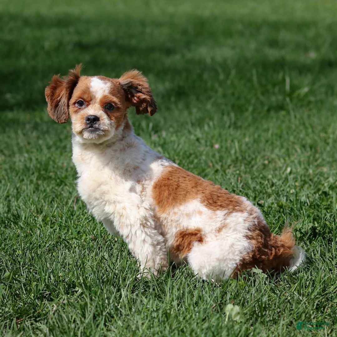 Shihpoo dogs for sale: Buster - Image 11