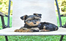 Yorkshire Terrier dogs for sale: Daisy - Image 3