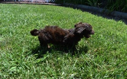 Havapoo dogs for sale: Armani - Image 8