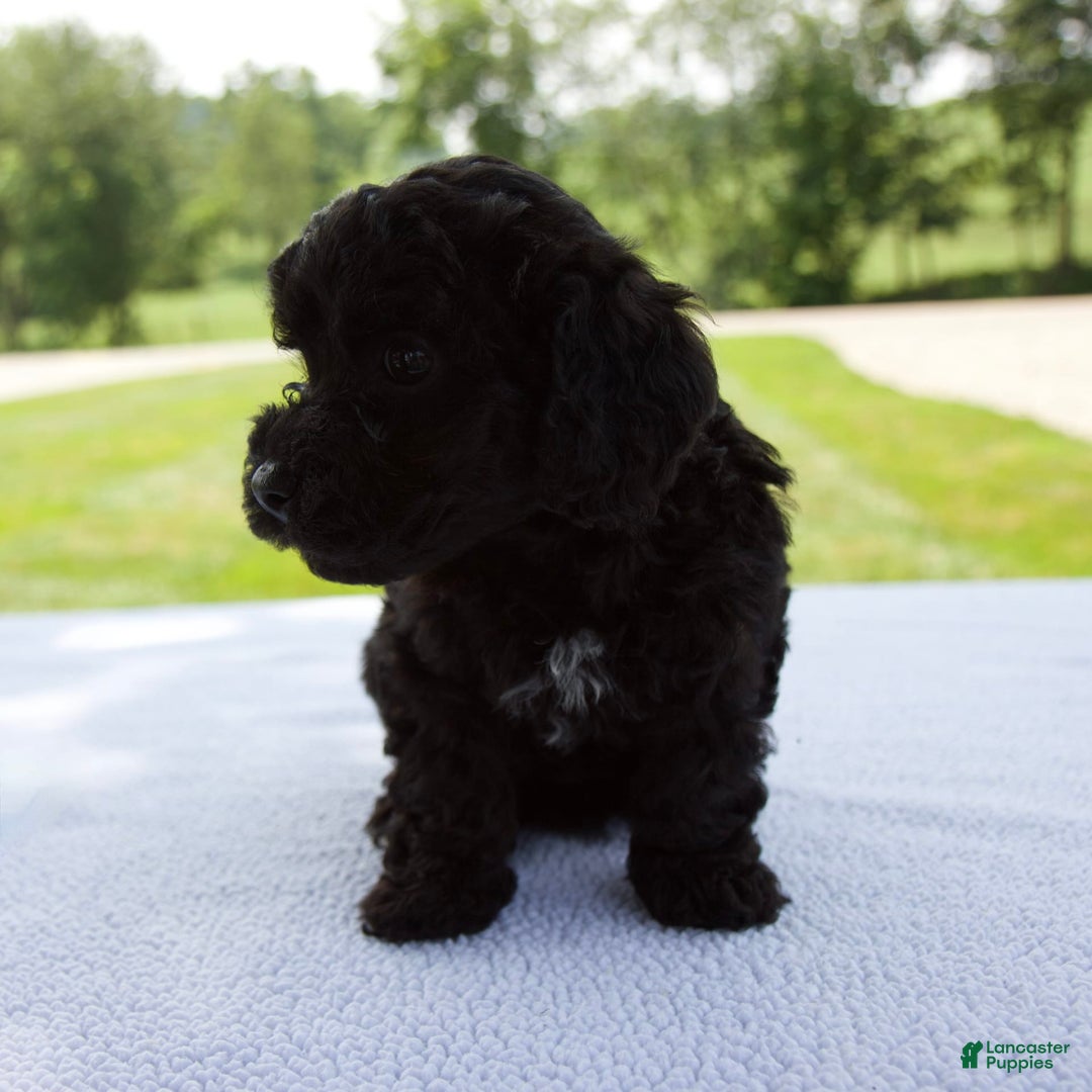 Miniature Poodle dogs for sale: Ollie - Image 7