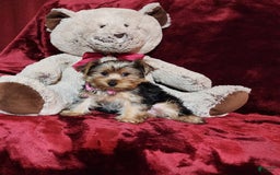 Yorkshire Terrier dogs for sale: BONBON - Image 2