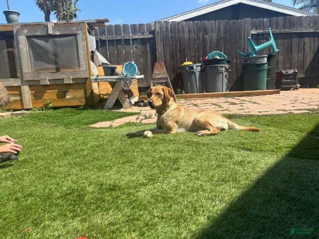 Labrador Retriever dogs for sale: Rapunzal - Image 12