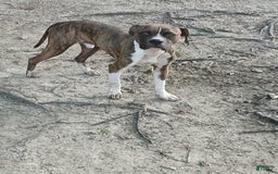 American Pit Bull Terrier dogs for sale: Jack - Image 15
