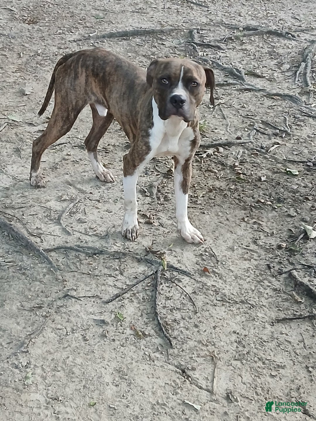 American Pit Bull Terrier dogs for sale: Jack - Image 15