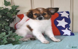 Papillon dogs for sale: Chico - Image 7