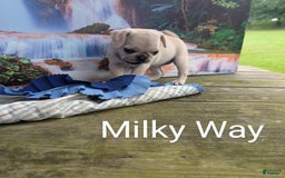 Pug dogs for sale: Milky Way - Image 2