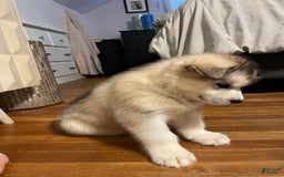 Alaskan Malamute dogs for sale: Tacoma - Image 2