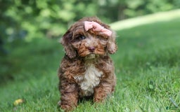 Cockapoo dogs for sale: Lila - Image 5