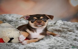 Chihuahua dogs for sale: Ollie - Image 3