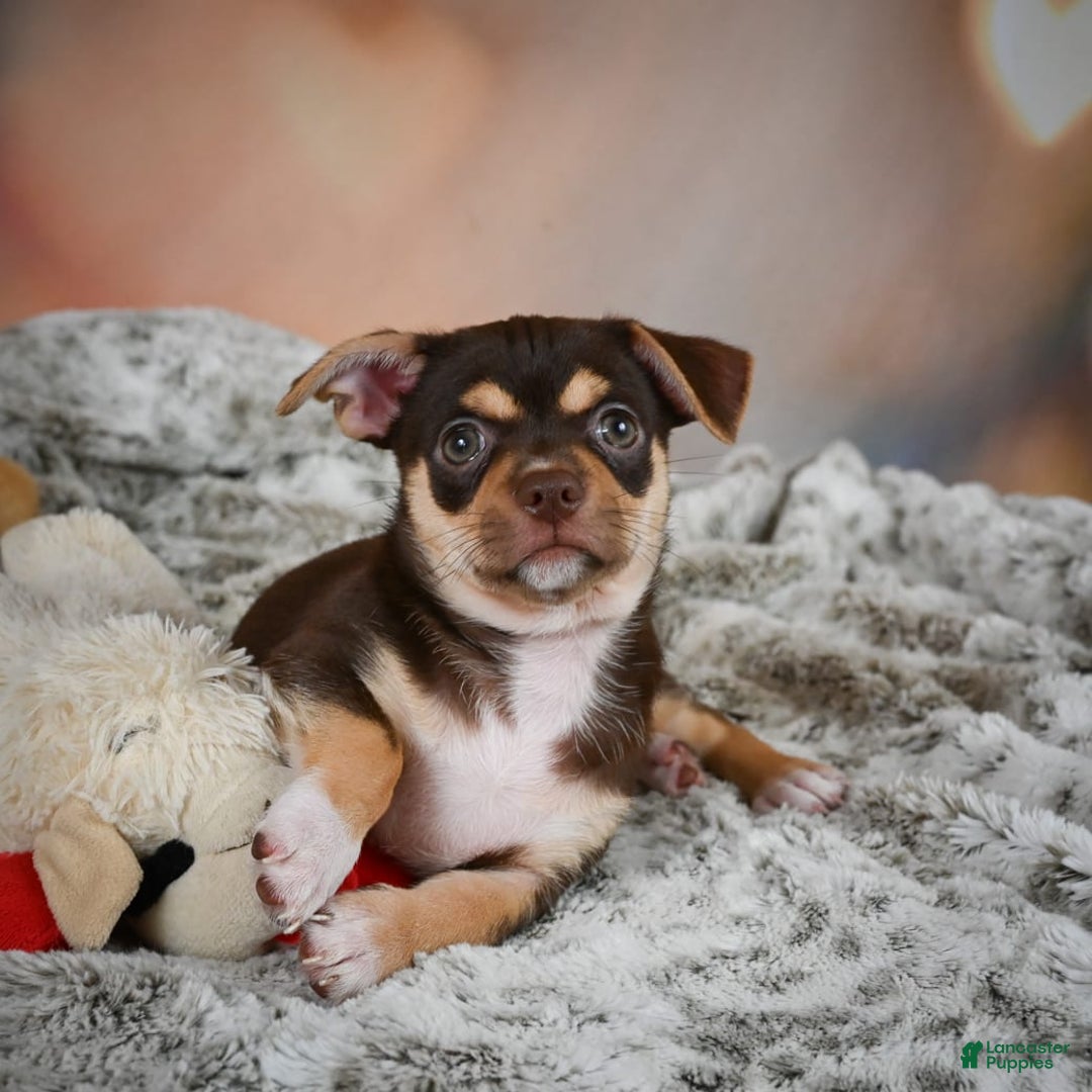 Chihuahua dogs for sale: Ollie - Image 3