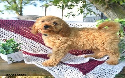 Cavapoo dogs for sale: Candy - Image 15