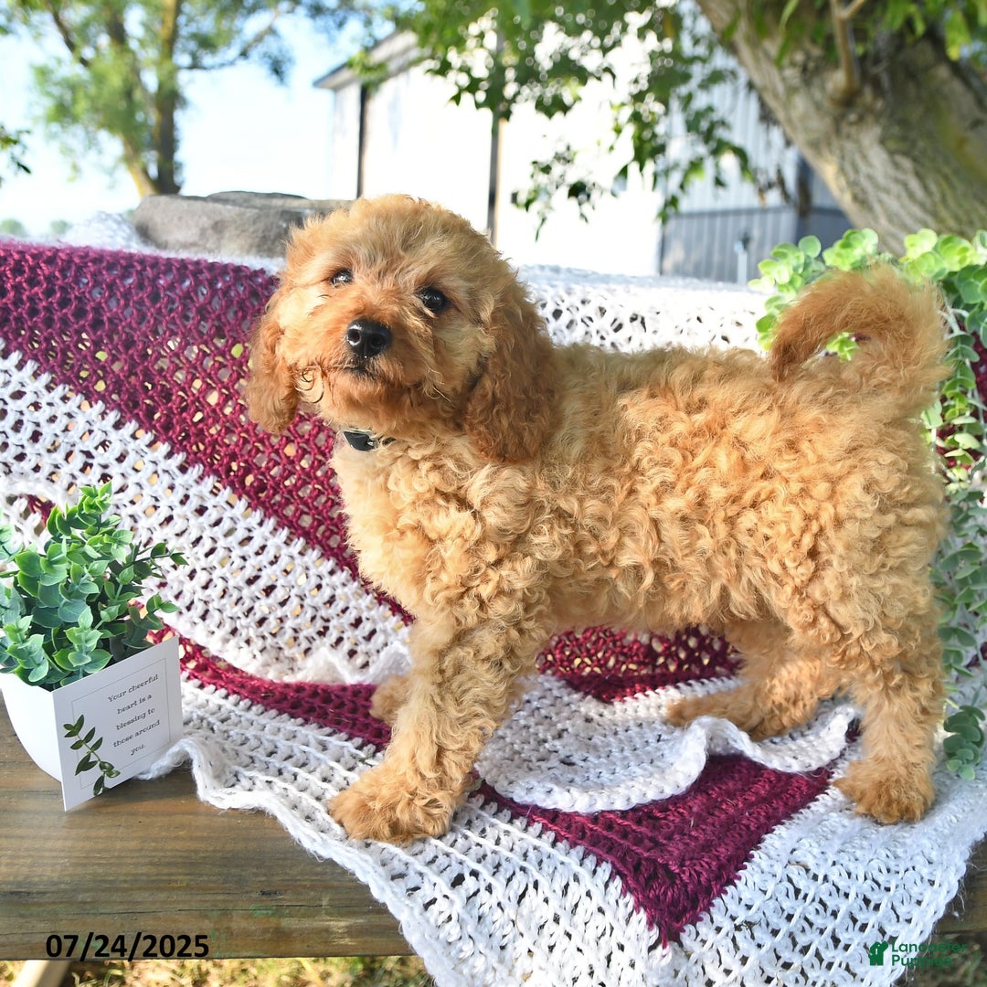 Cavapoo dogs for sale: Candy - Image 15