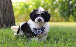 Cavapoo dogs for sale: Kye - Image 5