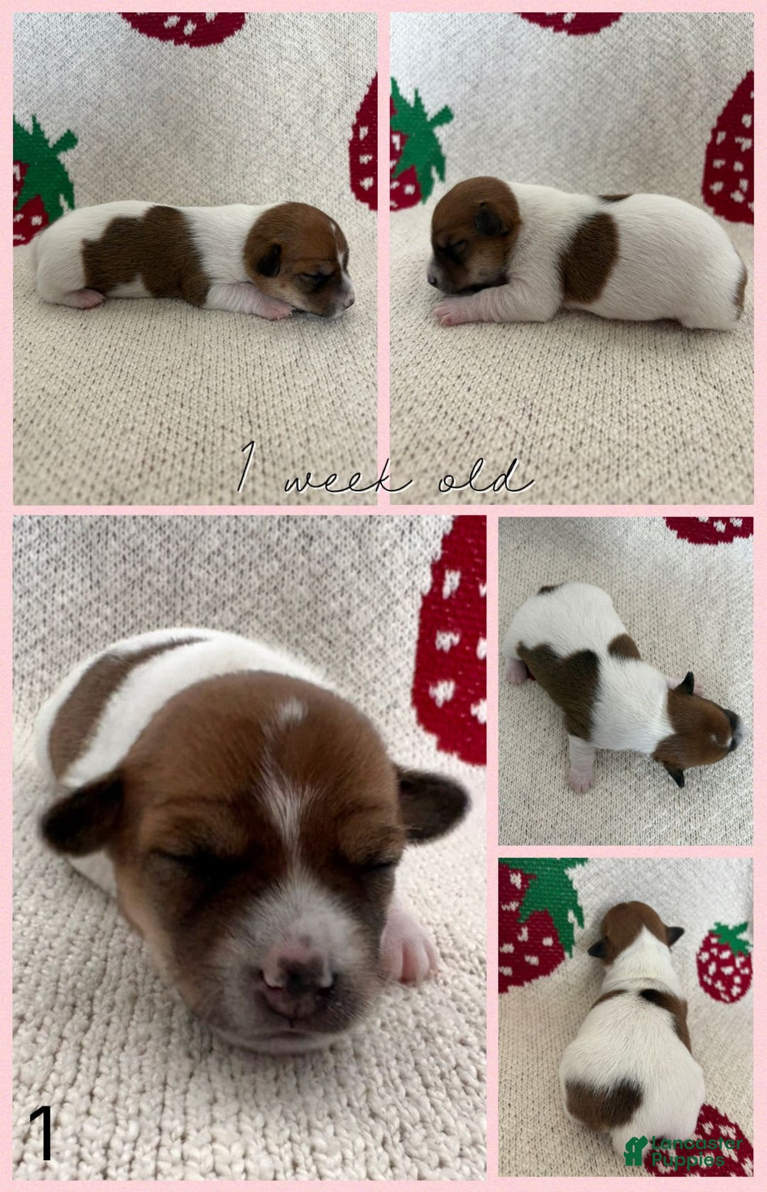 Jack Russell Terrier dogs for sale: Cookie - Image 4