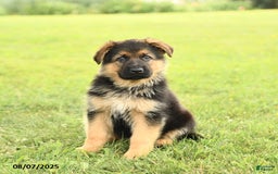 German Shepherd dogs for sale: Dynamo - Image 1
