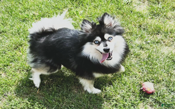Pomsky dogs for sale: Ruger Iron Tate - Image 7
