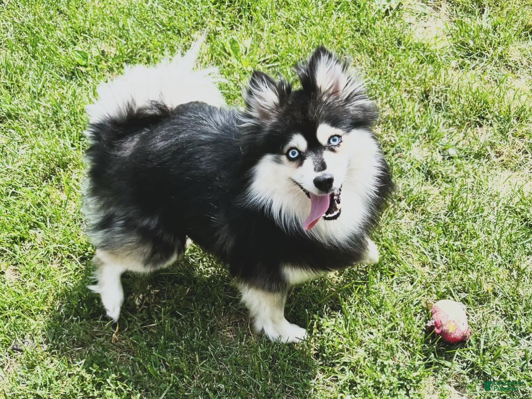Pomsky dogs for sale: Ruger Iron Tate - Image 7